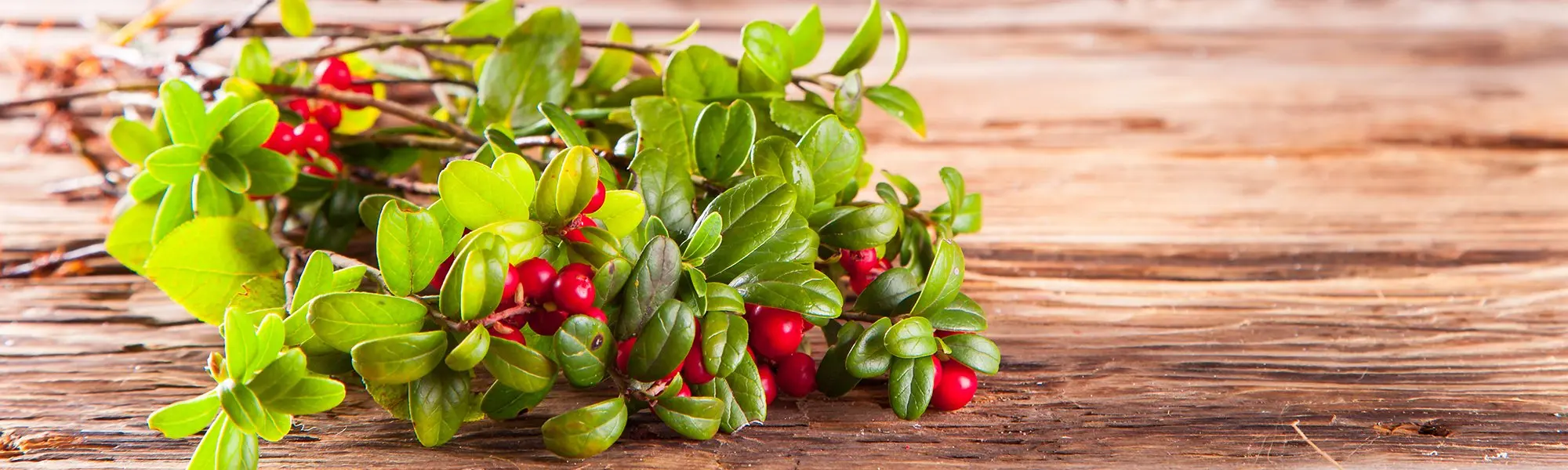 Cranberry Seed Oil From the Rugged Canadian Shield